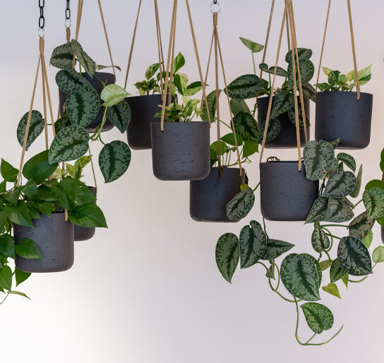 Hang planten