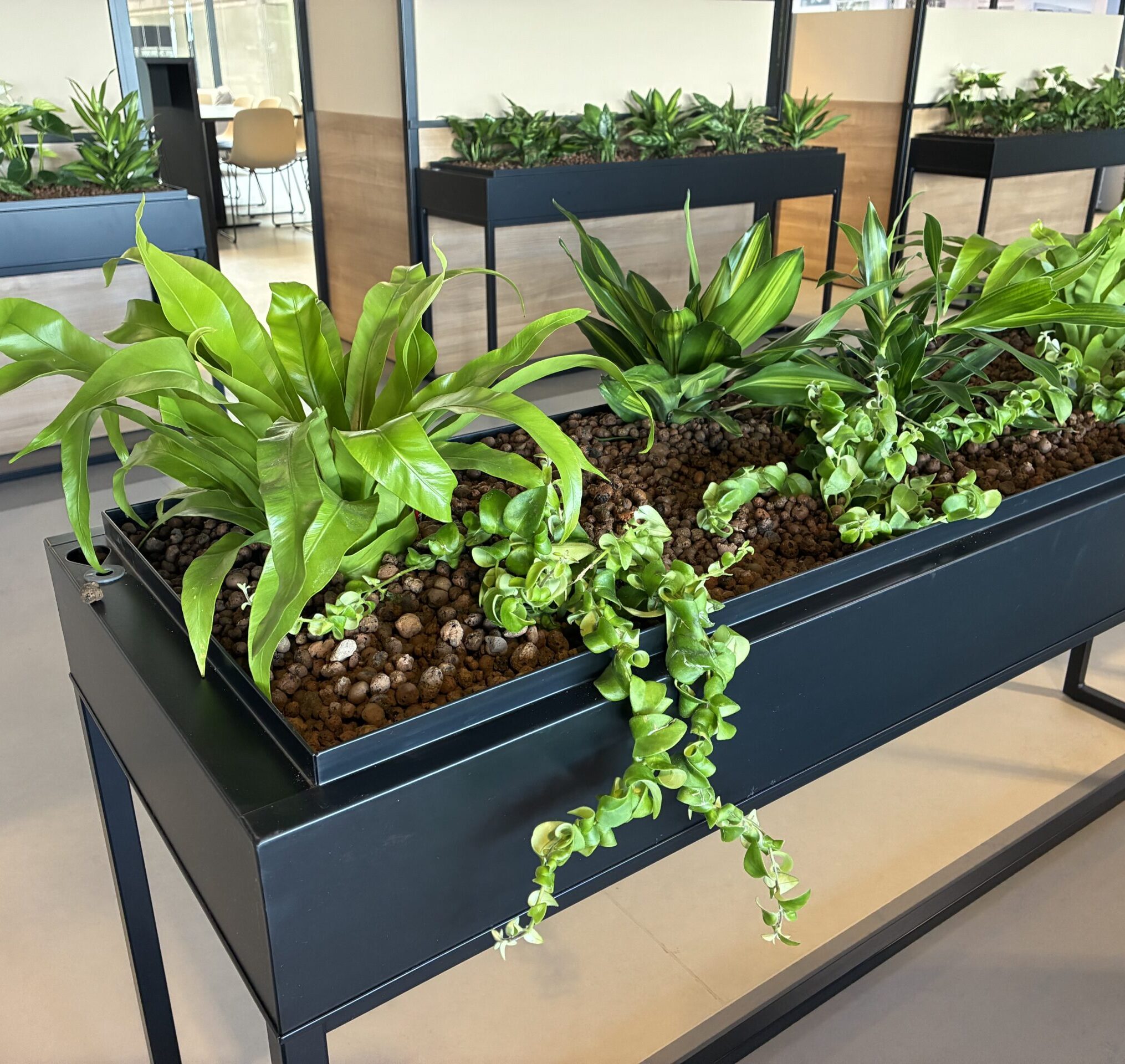 Hydrocultuur planten